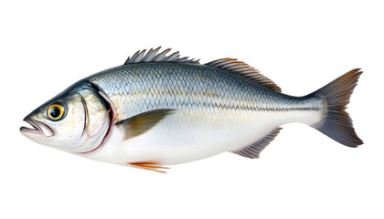 Fototapeta premium Striking isolated white perch portrait showcases intricate scaly patterns