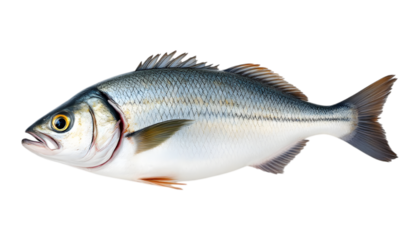 Striking isolated white perch portrait showcases intricate scaly patterns