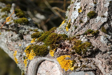  Moos und Flechten an einem Baumstamm in einem Wald
