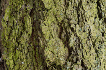 old tree  texture detail closeup 