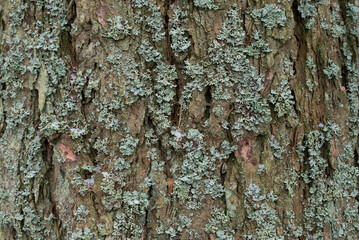 nature tree bark texture close-up