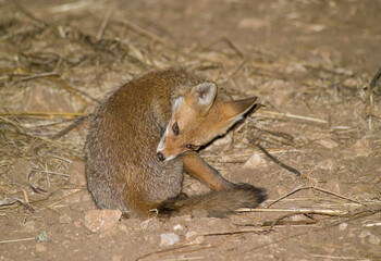 VULPES VULPES, fox. Porto Conte Park, Capo Caccia. Alghero, (Sassari) Sardinia. Italy