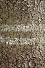 detail bark tree close-up nature 