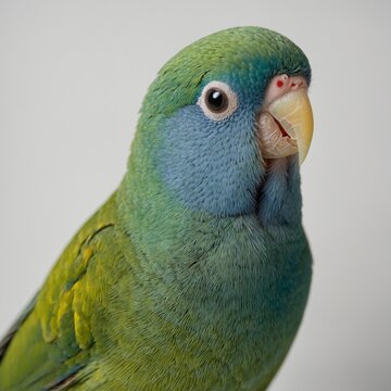 "A colorful parrotlet with shades of green and yellow perched on a white background."
