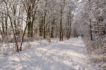 Fototapeta premium Beeindruckende Schneelandschaft im Laubwald 