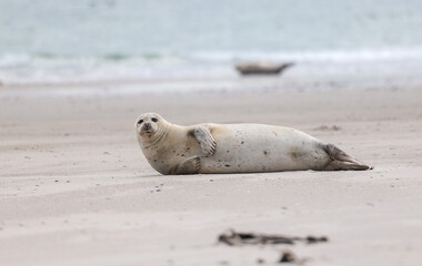 Robbeam Strand