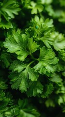 Close Up of Fresh Green Parsley Leaves with Intricate Details and Vibrant Color