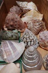 different types of shells. shells from all over the world. shell collection
