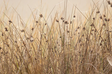 Morning dew, sunlight, drops and a warm glow on the brown grass