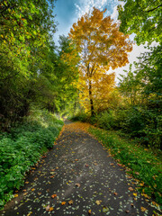 Obraz premium autumn is comming