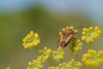 Red shield bug ( Carpocoris mediterraneus ),. Sardinia. Italy