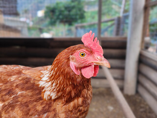 Side view of a brown hen. Close-up of a domestic chicken