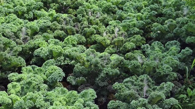 Curly kale plants in a garden