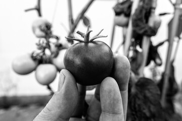Hand with garden tomato in black and white 
