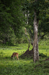 deer in the woods