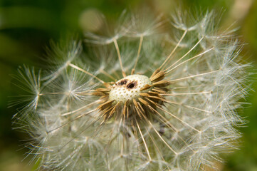 Fototapeta premium dandelion on a green background