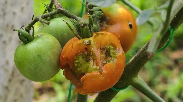  insect eating tomato plant in garden. Gardening, pest control and leaf damage concept