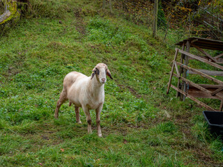 Obraz premium four-eyed sheep