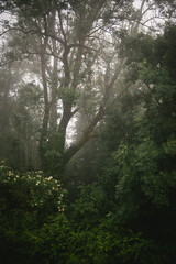 Fototapeta premium Misty forest in the rain
