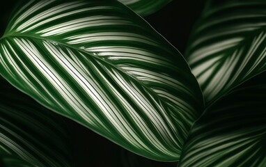 Close-up of glossy green tropical leaves with a unique striped pattern and vibrant natural texture for a botanical aesthetic design