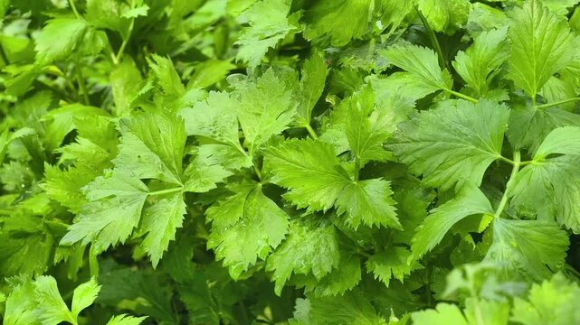 Fresh celery in the garden
