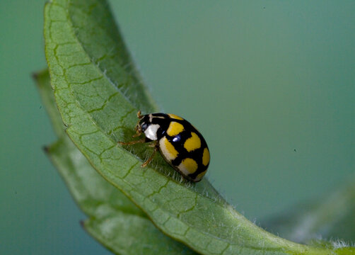 Ladybird, Propylea 14-punctata, Fourteen-Spot Ladybird Beetle (Propylea quatuordecimpunctata), sitting on a leaf, Sardinia, Italy.. Sardinia, Italy