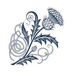 Scottish thistle vector line art in Celtic style flower illustration  with white background