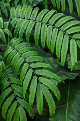 Close-Up of Lush Green Fern Fronds in a Dense Foliage Setting