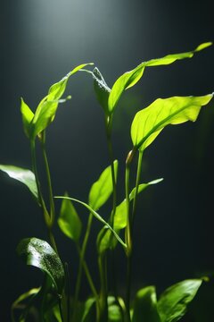 Lush green cryptocoryne plants enhancing the tranquility of a dimly lit aquarium environment with soft light