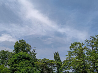 Obraz premium Lush Green Trees Against a Bright Blue Sky with Soft White Clouds on Sunny Day