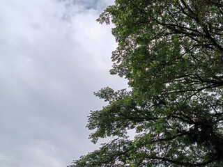 Fototapeta premium Lush Green Tree Foliage Against A Cloudy Sky On A Sunny Day