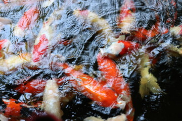 The koi in the large pond have beautiful colors.