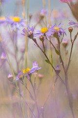 bergaster zwischen gräsern