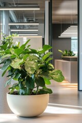 Fototapeta premium Euphorbia lactea thrives in a contemporary office setting, highlighting modern design and natural beauty