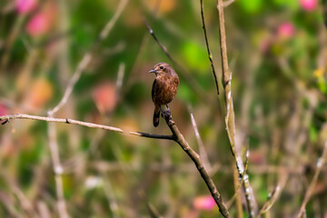 portrait of  a Pied Bush chat perched on a small plant. 