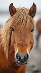 Obraz premium Brown horse with a thick mane gazes directly at the camera in a snowy landscape during winter