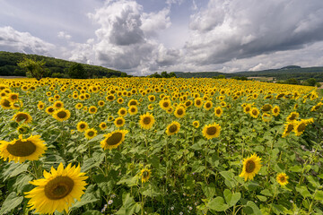 Obraz premium sunflowers with cloudy sky