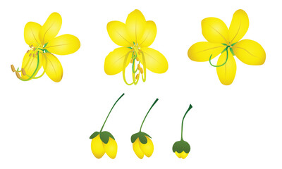 Cassia Fistula Flower and Buds Vector Illustration, Golden Shower, Kanikonna Flower 