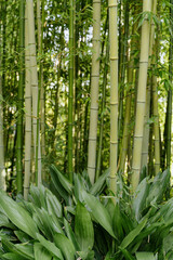 Obraz premium Dense green bamboo forest with natural patterns and textures. Vibrant tropical foliage creating a peaceful and exotic atmosphere. Close-up details of bamboo stalks and leaves in Marimurtra Botanical G