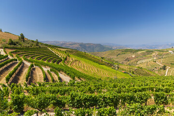 Typical vineyard near Ervedosa do Douro, Alto Douro, Portugal