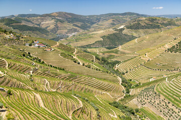 Typical vineyard near Pinhao, UNESCO site, Alto Douro wine region, Portugal