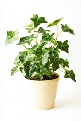 Fototapeta premium Hedera helix Needlepoint thrives in a modern pot against a clean white backdrop