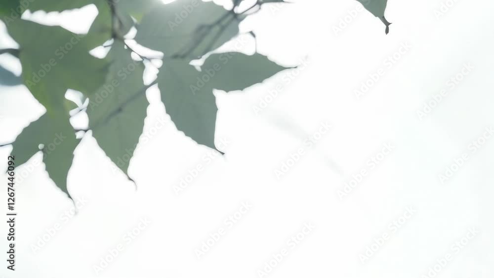 Poster abstract shadow overlay of leaves and tree branches on a bright white background