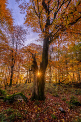 perfect sunstar is shining through a tree in autumn