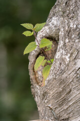 brennessel aus astloch