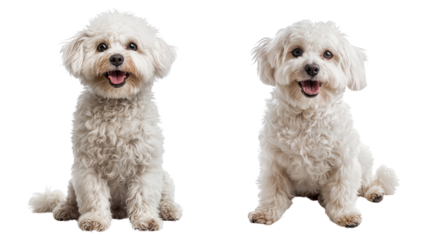 Two Bichon Frise dogs isolated on transparent background