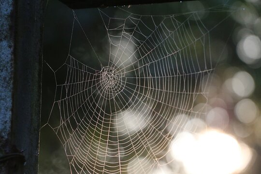 close-up of a spider web covered with dewdrops illuminated by the morning sun