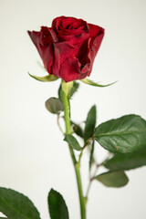 a single red rose