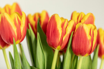 red and orange tulips