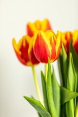 red and orange tulips